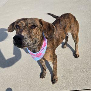 Enlarge Beauty, a ADOPTABLE Mountain Cur in Bucyrus, OH image 2/5