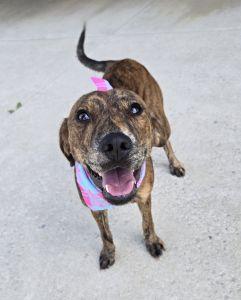 Beauty, ADOPTABLE, Adult Female Mountain Cur.