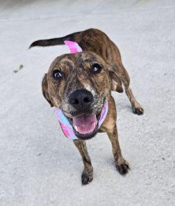 Enlarge Beauty, a ADOPTABLE Mountain Cur in Bucyrus, OH image 4/5