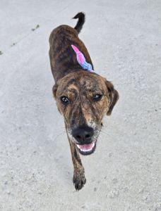 Enlarge Beauty, a ADOPTABLE Mountain Cur in Bucyrus, OH image 5/5
