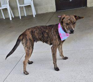 Enlarge Beauty, a ADOPTABLE Mountain Cur in Bucyrus, OH image 3/5