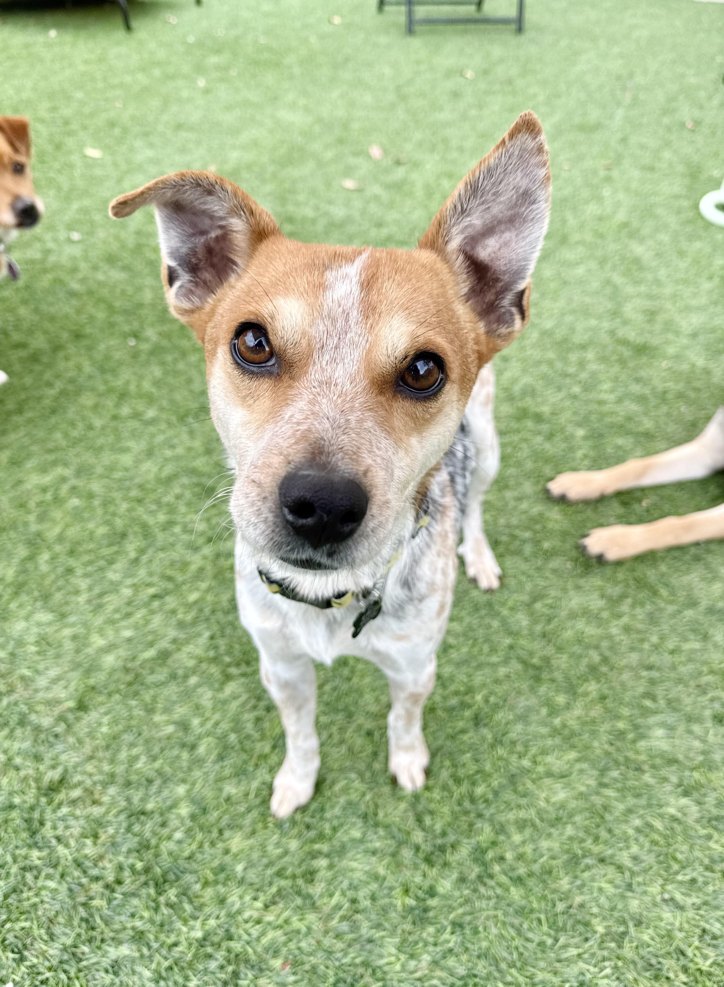 Enlarge Trent, a ADOPTABLE mixed breed in Agoura Hills, CA image 1/4