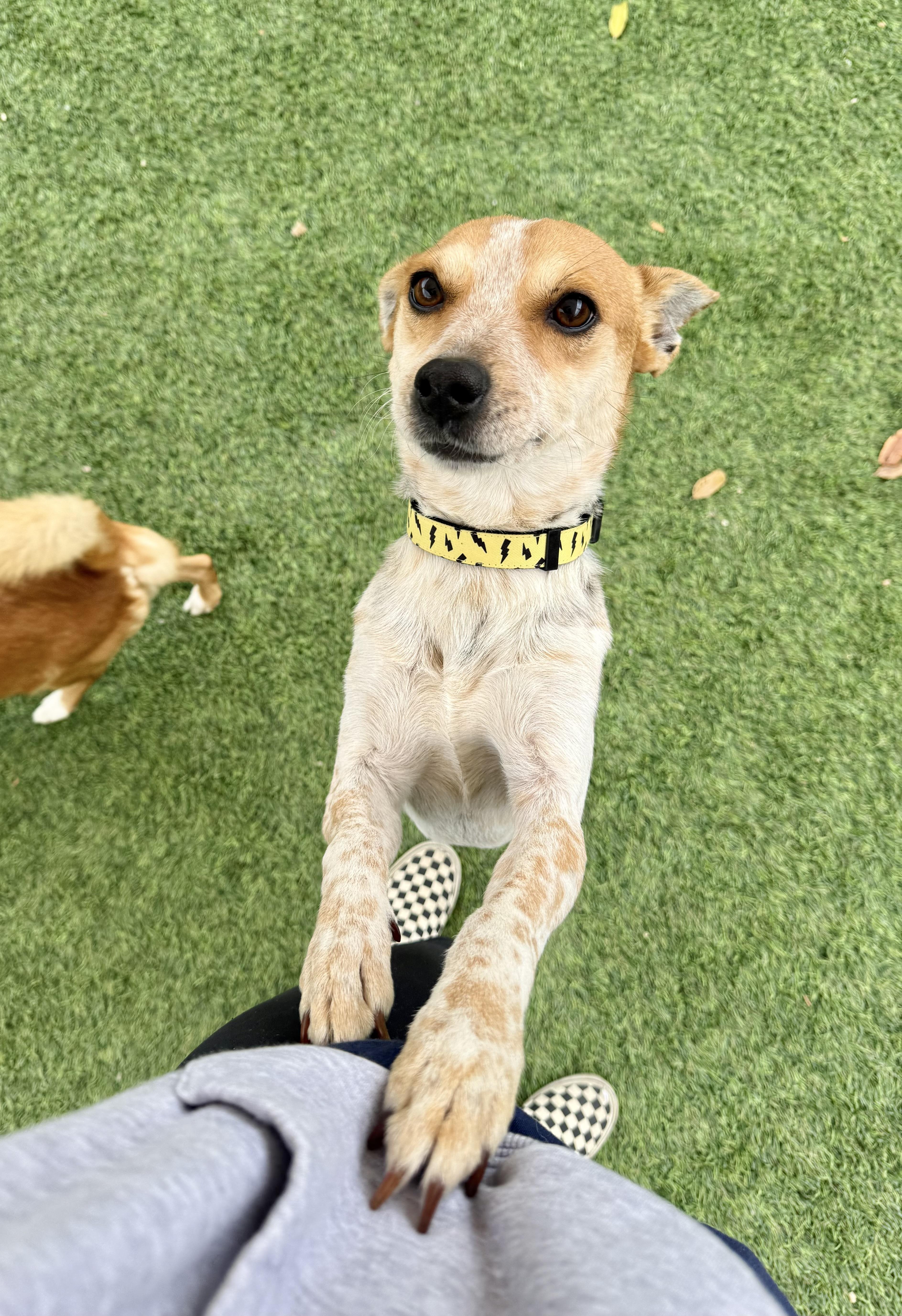 Enlarge Trent, a ADOPTABLE mixed breed in Agoura Hills, CA image 3/4