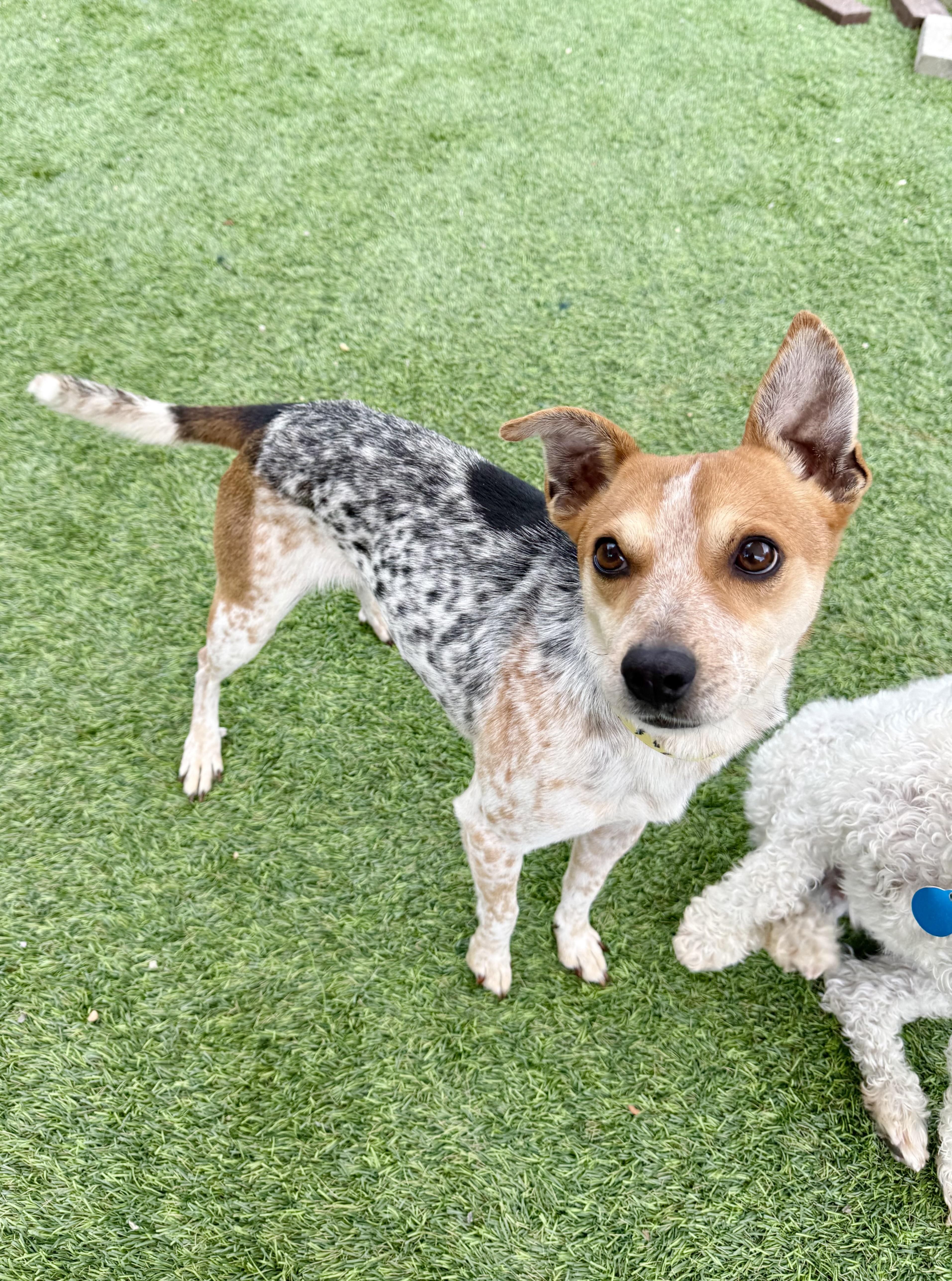 Enlarge Trent, a ADOPTABLE mixed breed in Agoura Hills, CA image 4/4