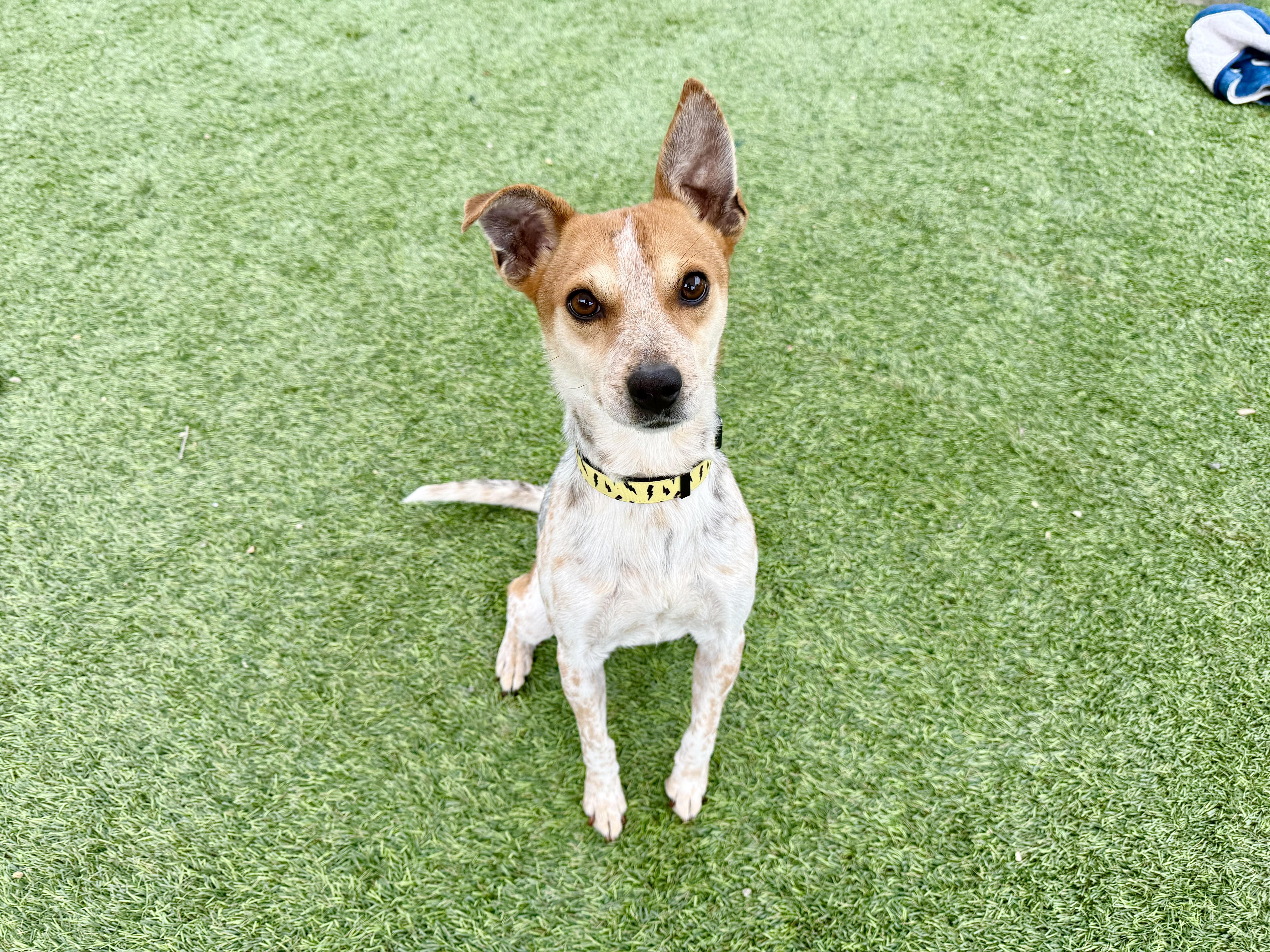 Enlarge Trent, a ADOPTABLE mixed breed in Agoura Hills, CA image 2/4