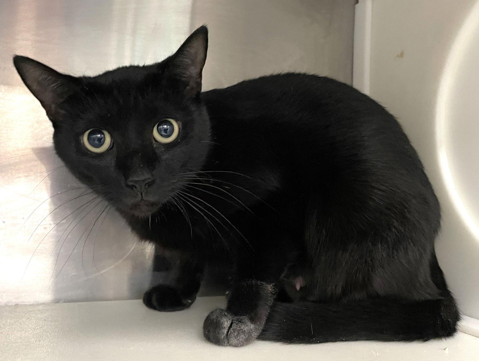 Annie, Adoptable, Young Female Domestic Short Hair.