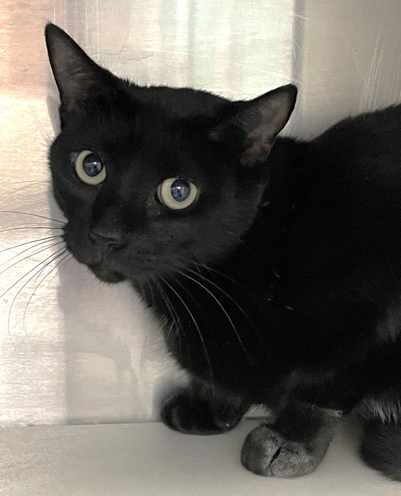 Annie, a Adoptable Domestic Short Hair in Carrollton, GA image 2/3