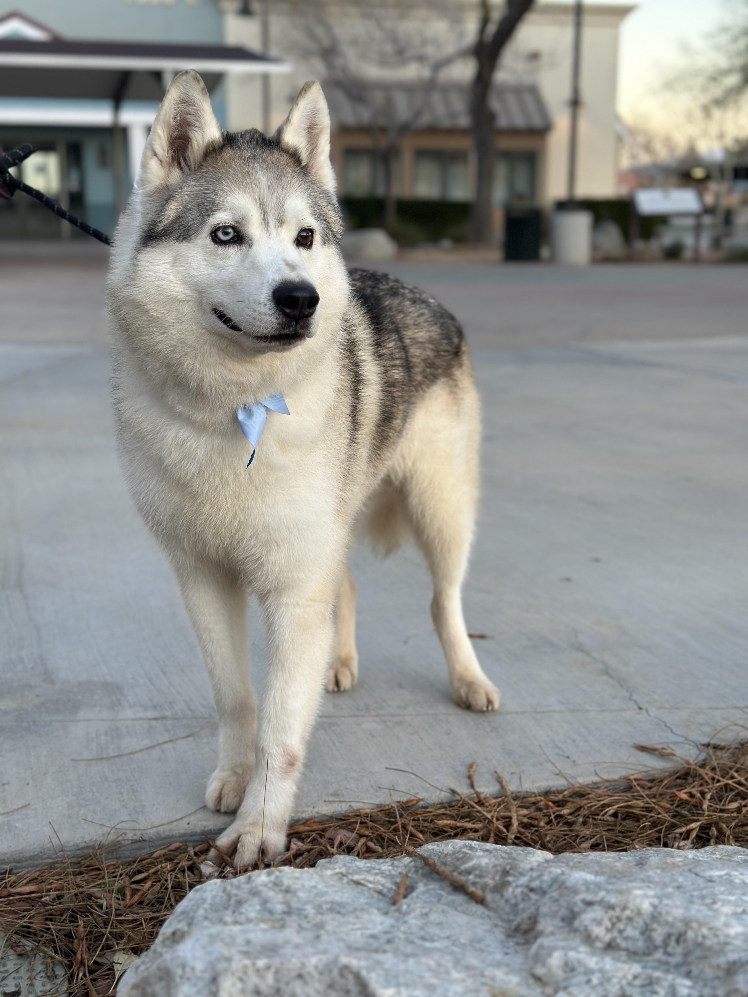 Enlarge Cy, a Adoptable Husky in Irvine, CA image 3/6