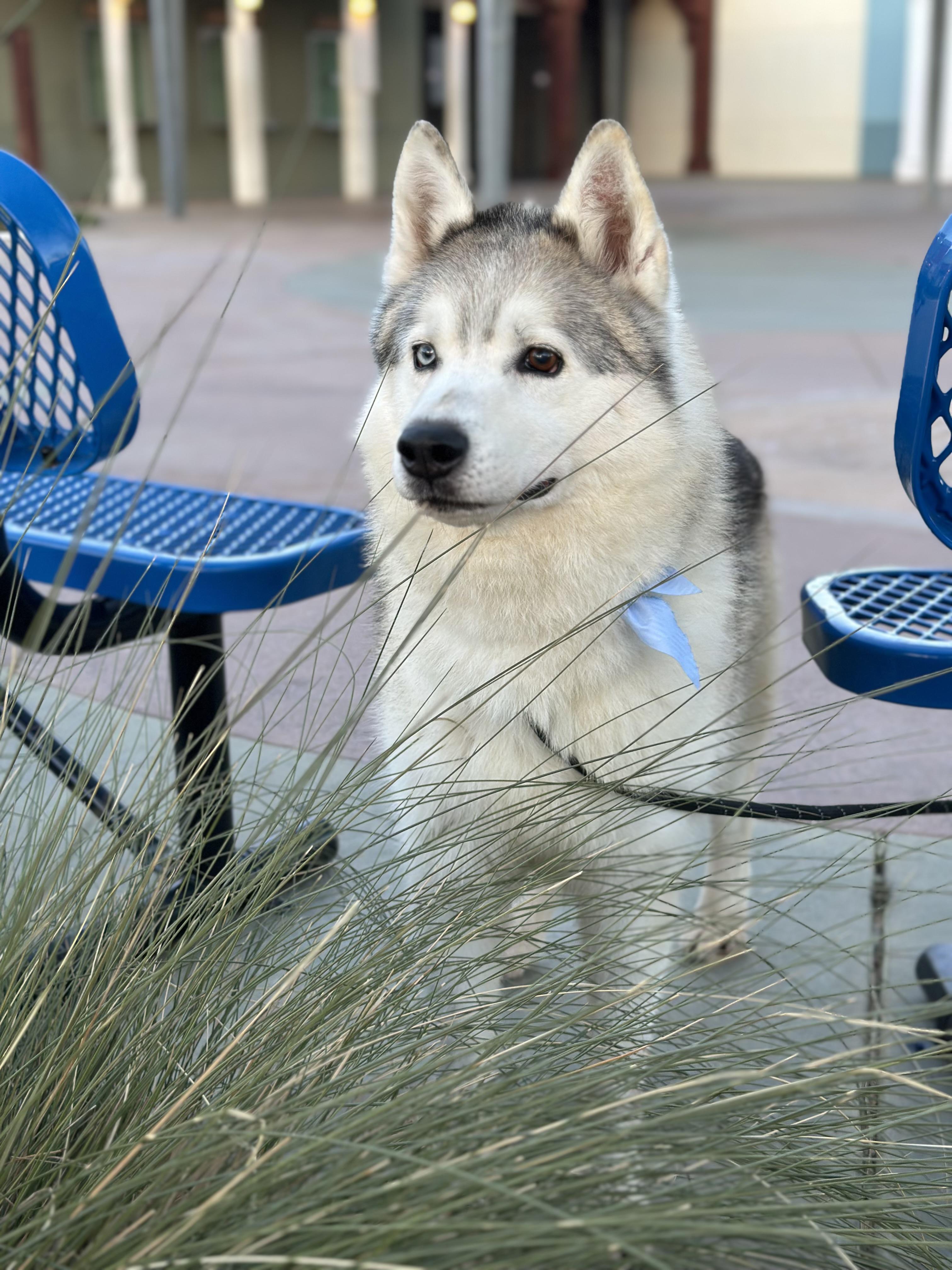 Enlarge Cy, a Adoptable Husky in Irvine, CA image 2/6