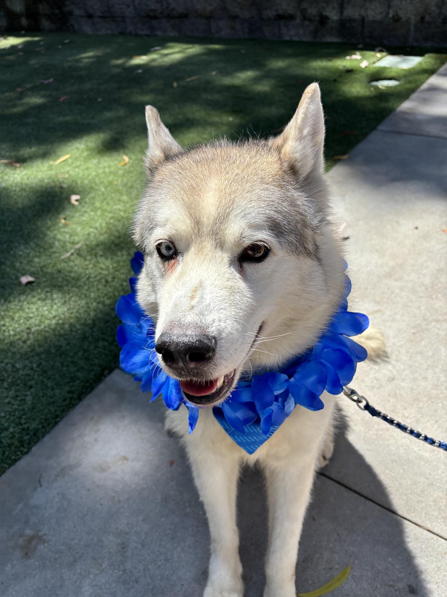 Enlarge Cy, a Adoptable Husky in Irvine, CA image 6/6