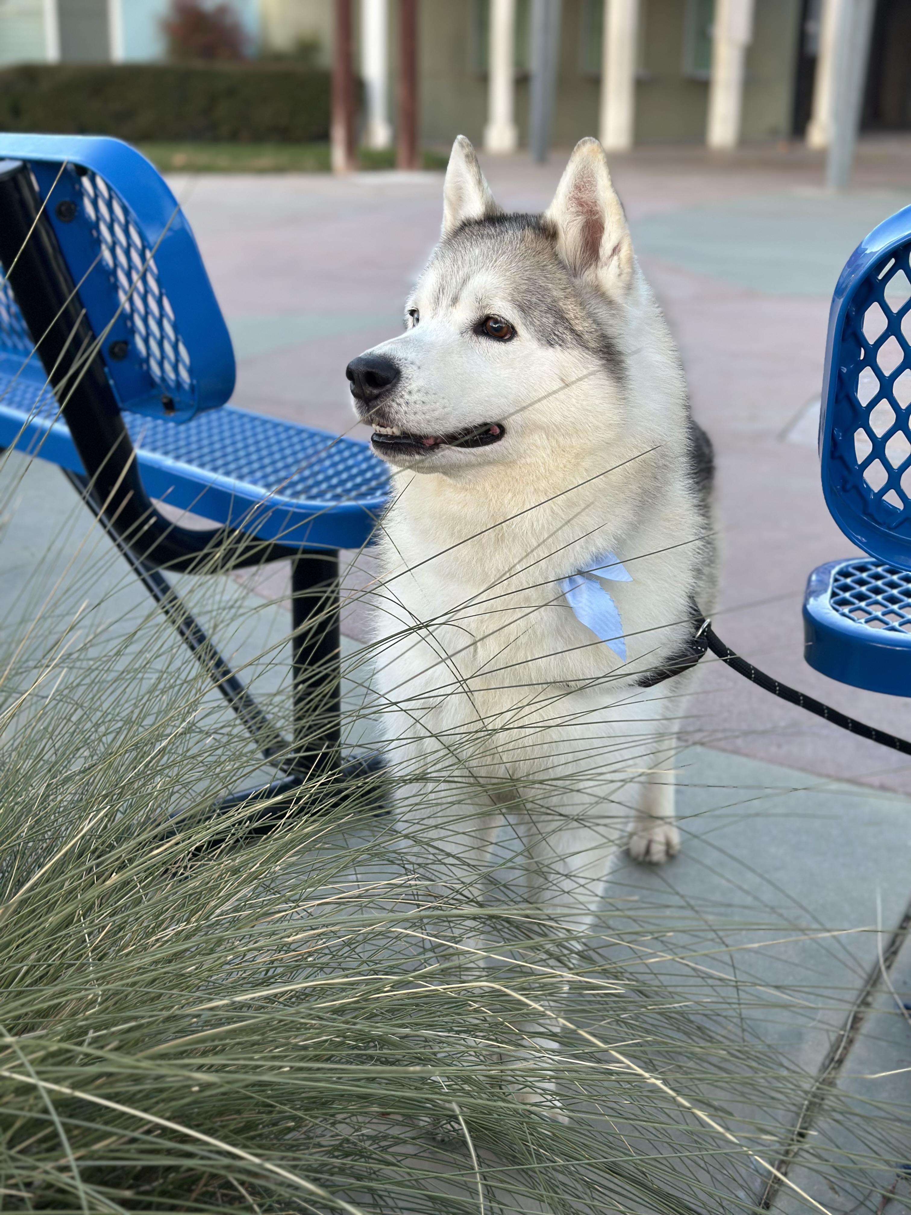 Enlarge Cy, a Adoptable Husky in Irvine, CA image 4/6