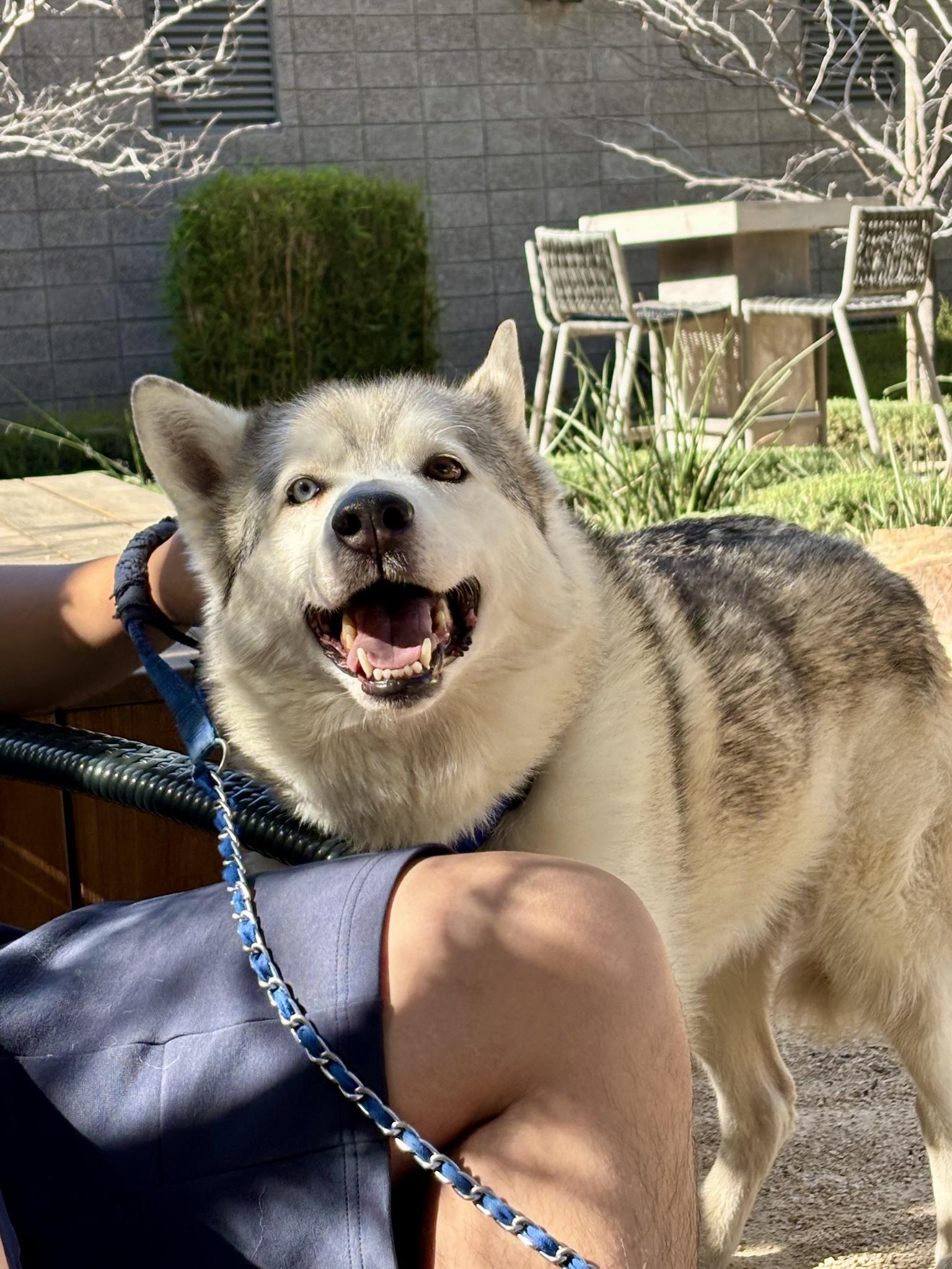 Enlarge Cy, a Adoptable Husky in Irvine, CA image 1/6