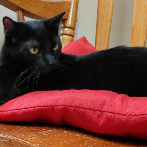 Enlarge Cola 4240C, a Adoptable Domestic Short Hair in Frankfort, KY image 1/5