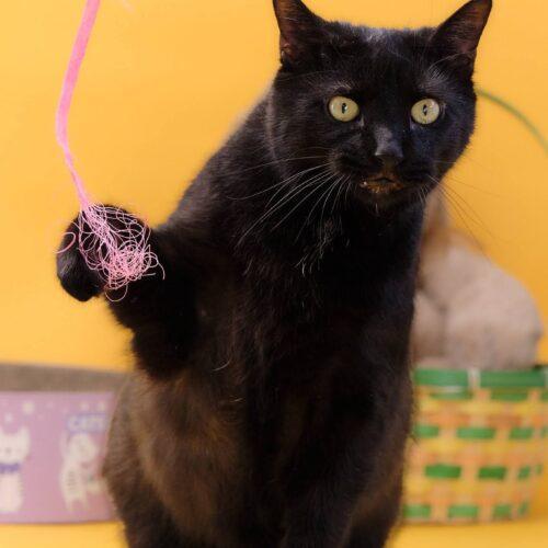 Enlarge Cola 4240C, a Adoptable Domestic Short Hair in Frankfort, KY image 2/5