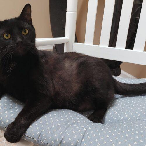 Enlarge Cola 4240C, a Adoptable Domestic Short Hair in Frankfort, KY image 3/5