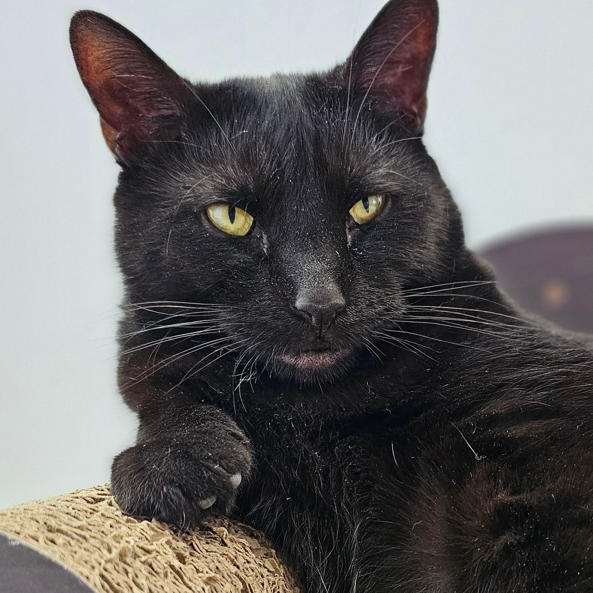 Cola 4240C, a Adoptable Domestic Short Hair in Frankfort, KY image 5/6