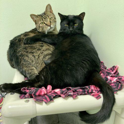 Enlarge Cola 4240C, a Adoptable Domestic Short Hair in Frankfort, KY image 5/5