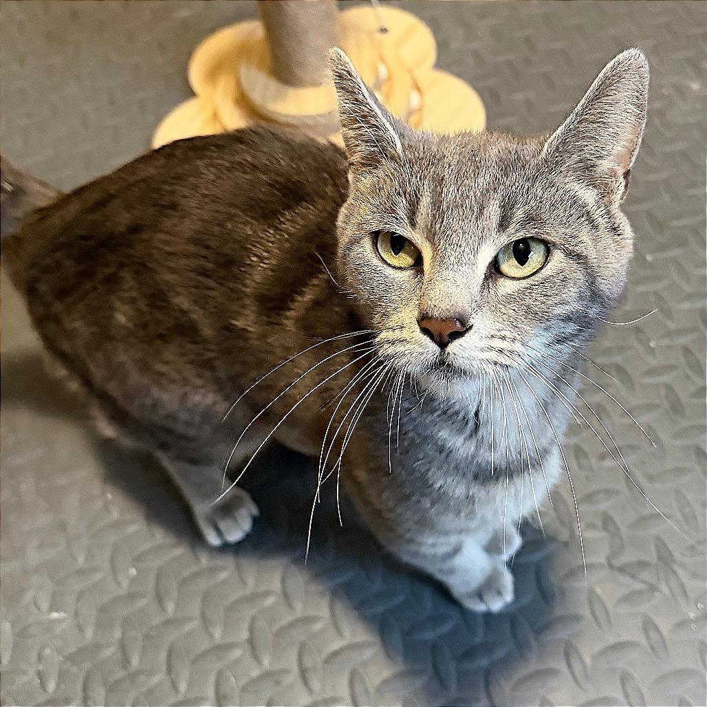 Nadia, Adoptable, Adult Female Domestic Short Hair.