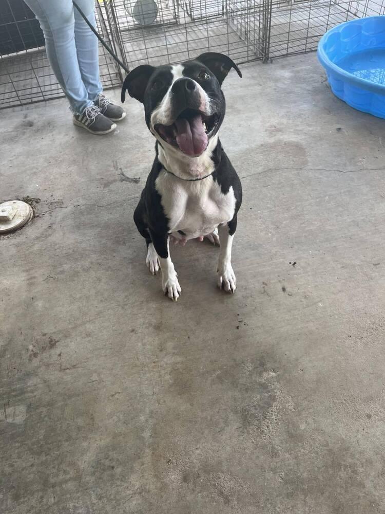 Oreo, Adoptable, Young Female Mixed Breed.