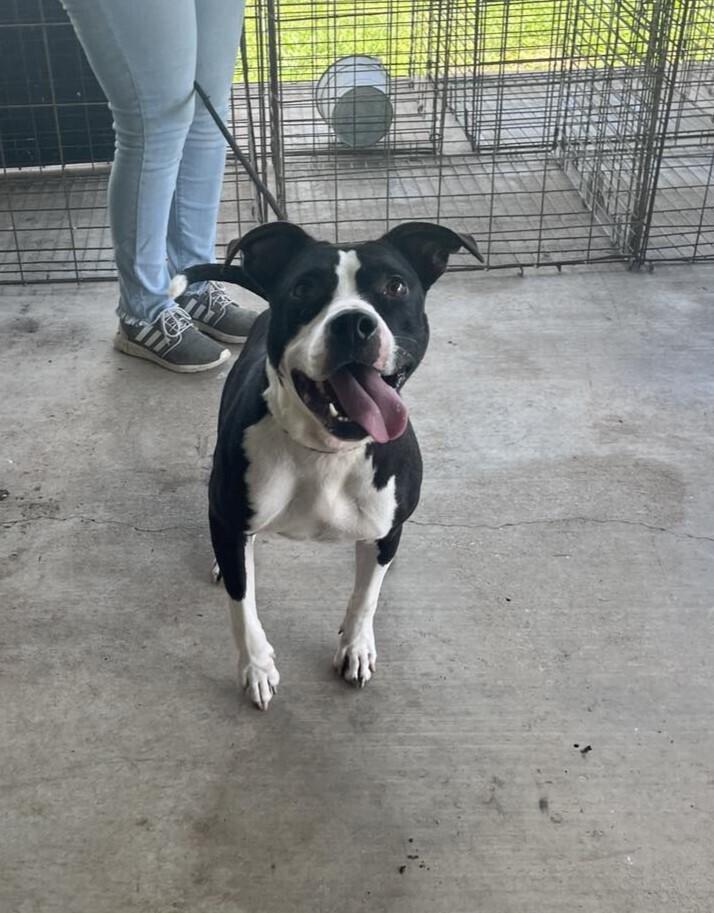 Oreo, a Adoptable mixed breed in Scott, LA image 2/4