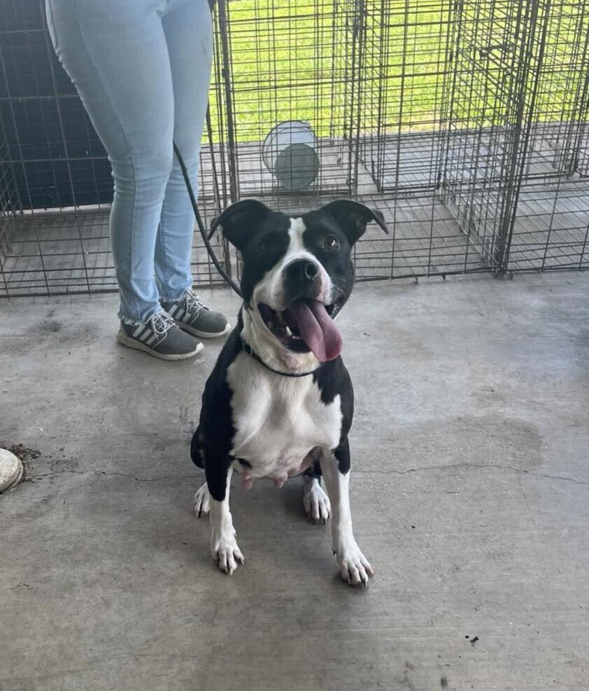Oreo, a Adoptable mixed breed in Scott, LA image 3/4