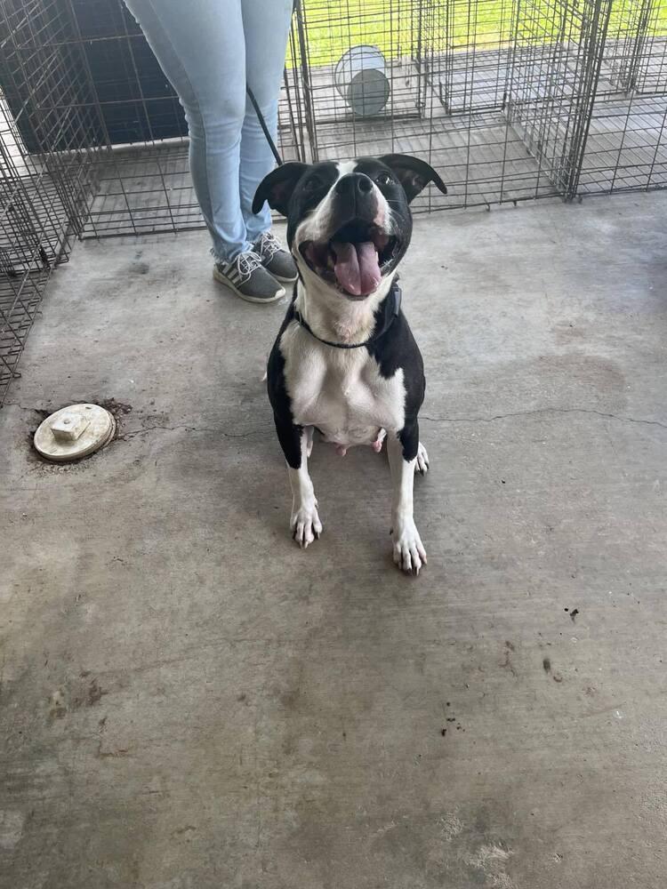 Oreo, a Adoptable mixed breed in Scott, LA image 4/4