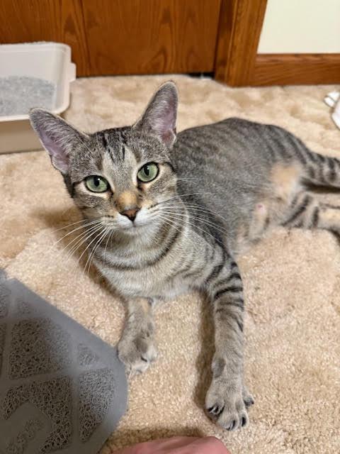 Jasmine, Adoptable, Adult Female Domestic Short Hair.