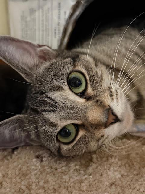 Enlarge Jasmine, a Adoptable Domestic Short Hair in Woodbury, MN image 2/3