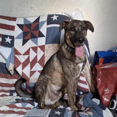 Cuco, a Adoptable Labrador Retriever in San Diego, CA image 1/5