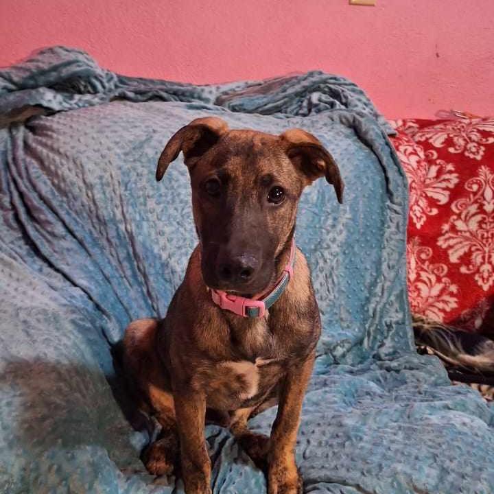 Cuco, a Adoptable Labrador Retriever in San Diego, CA image 2/5