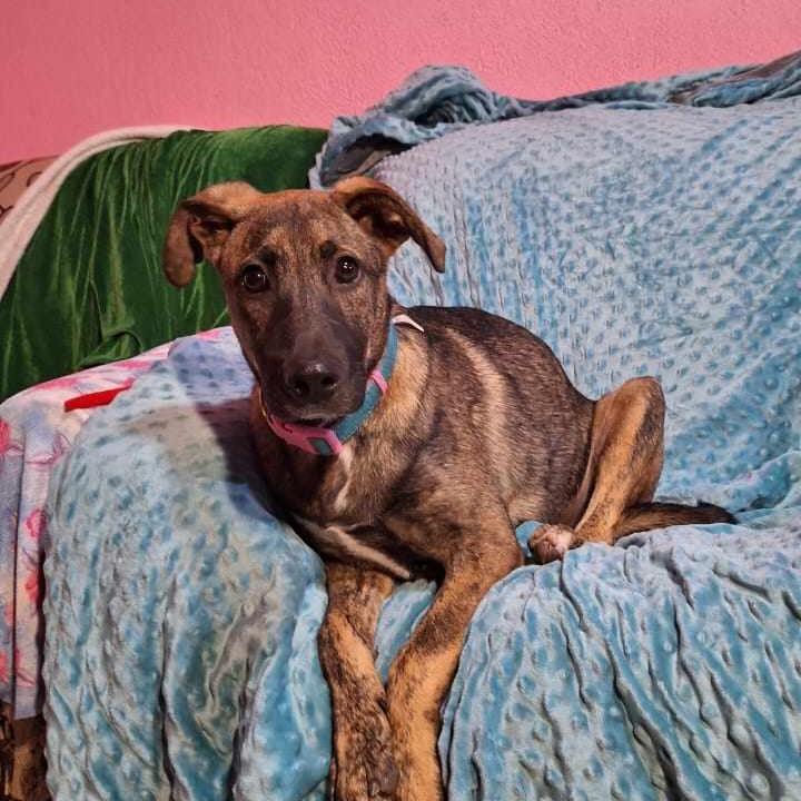 Cuco, a Adoptable Labrador Retriever in San Diego, CA image 3/5