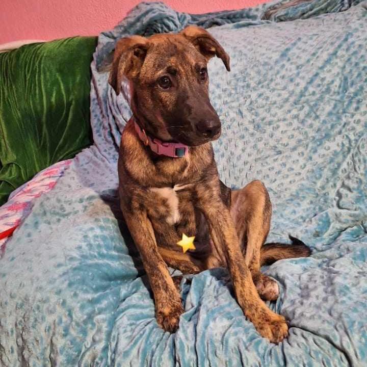 Cuco, a Adoptable Labrador Retriever in San Diego, CA image 4/5