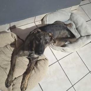 Cuco, a Adoptable Labrador Retriever in San Diego, CA image 5/5