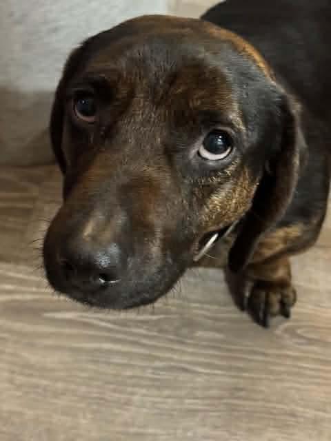 Gronk, Adoptable, Adult Male Dachshund.