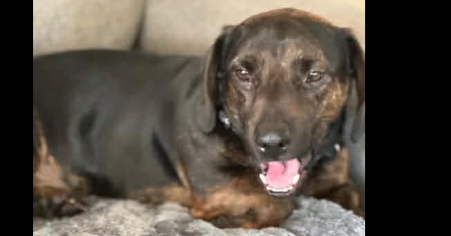 Enlarge Gronk, a Adoptable mixed breed in Tampa, FL image 2/5