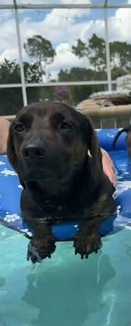 Enlarge Gronk, a Adoptable mixed breed in Tampa, FL image 3/5