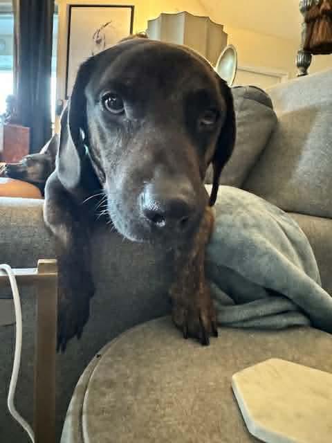 Enlarge Gronk, a Adoptable mixed breed in Tampa, FL image 4/5