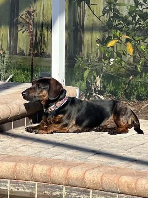 Enlarge Gronk, a Adoptable mixed breed in Tampa, FL image 5/5