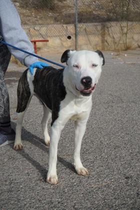 Zeke*, Adoptable, Adult Male Pit Bull Terrier & Mixed Breed.