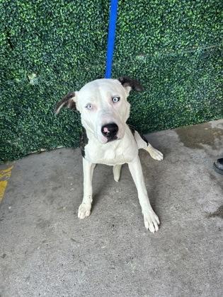 Enlarge Zeke*, a Adoptable mixed breed in El Paso, TX image 1/3