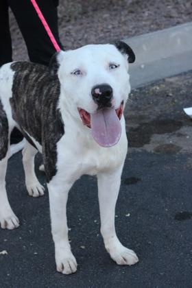 Enlarge Zeke*, a Adoptable mixed breed in El Paso, TX image 3/3