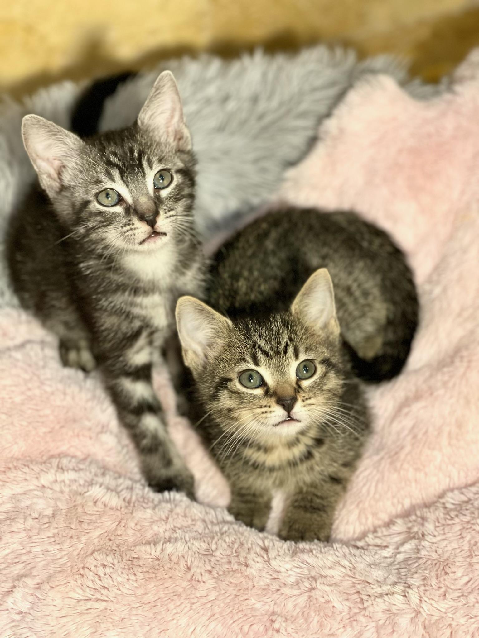 Pearl & Slate Bonded photo 1