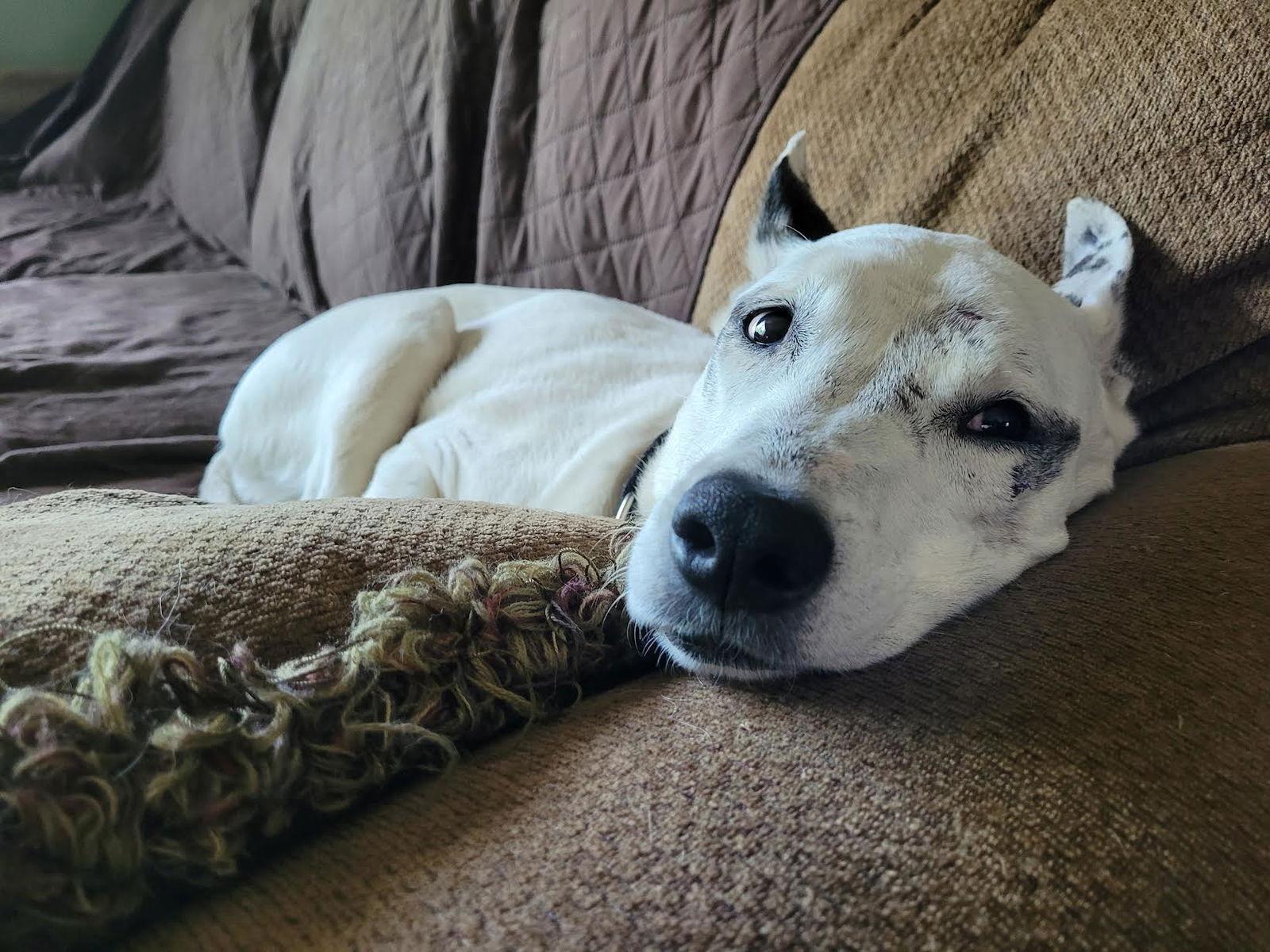 Mrs. Moose, Adoptable, Senior Female Shepherd & Hound.