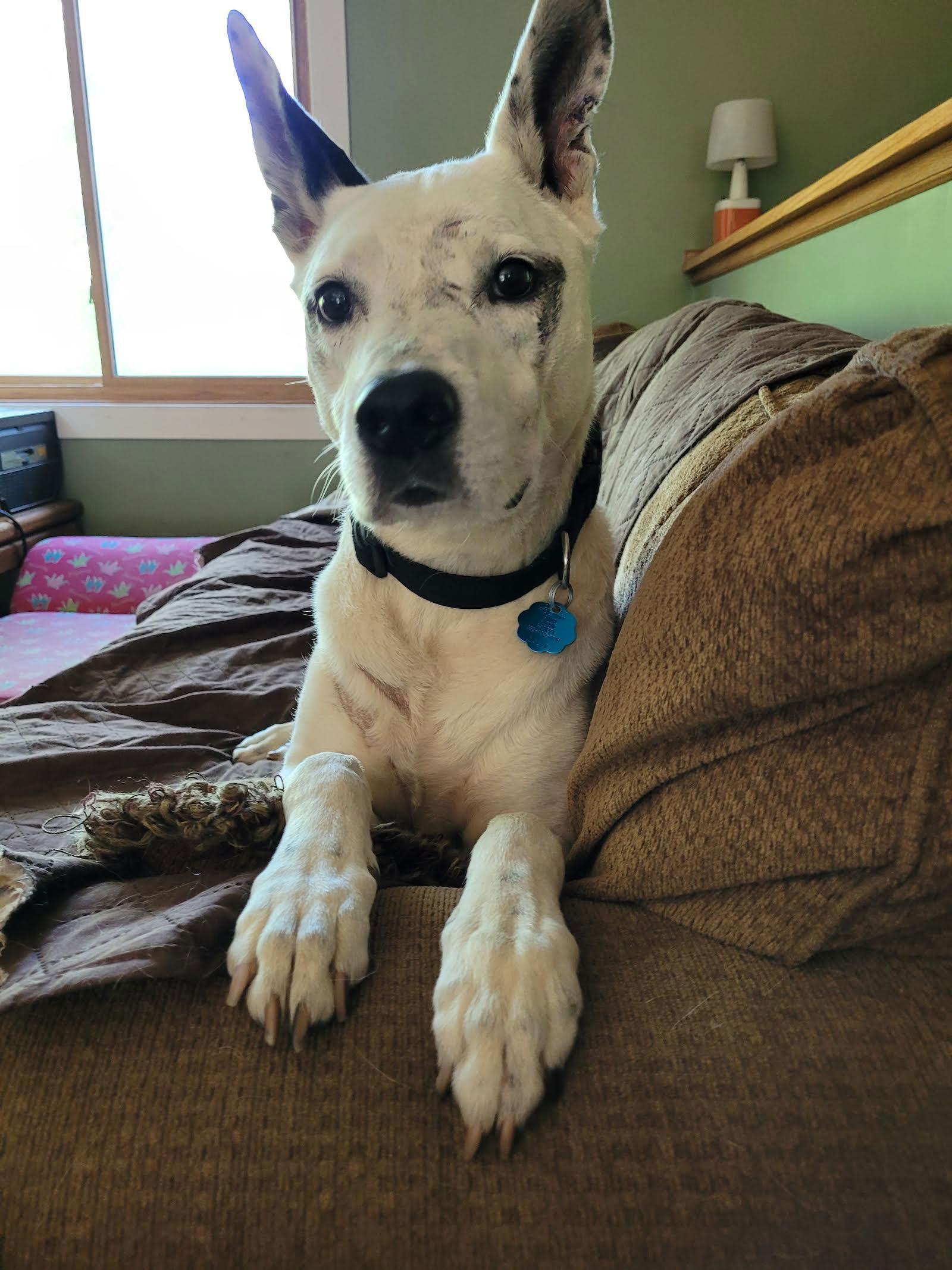 Mrs. Moose, a Adoptable mixed breed in Blaine, MN image 2/3