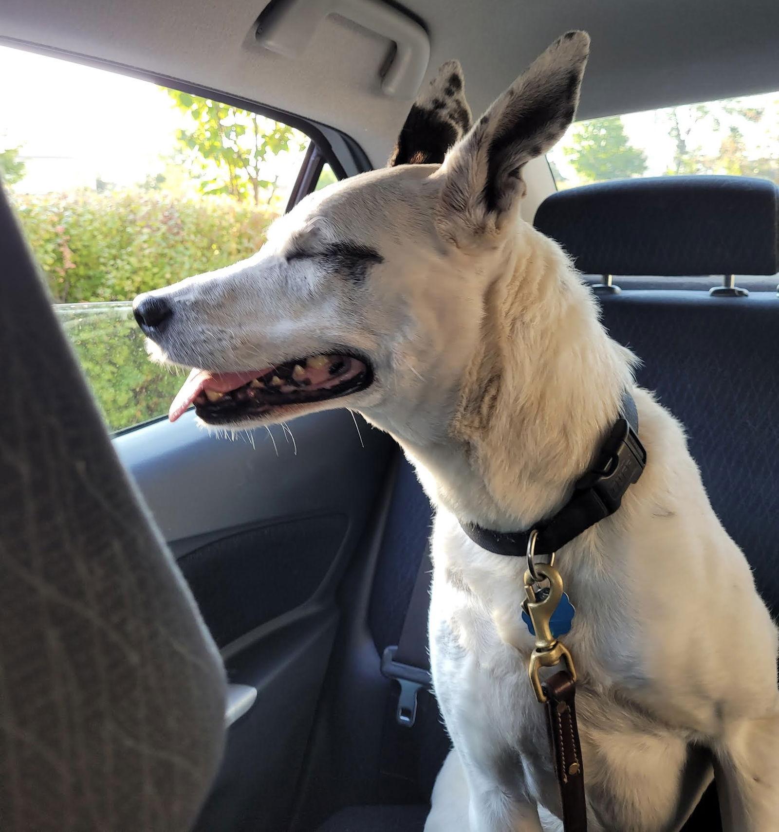 Mrs. Moose, Adoptable, Senior Female Shepherd & Hound.