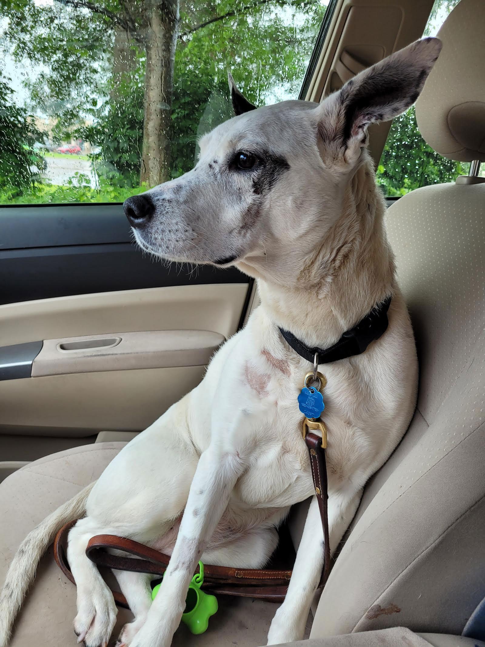 Mrs. Moose, a Adoptable mixed breed in Blaine, MN image 3/3