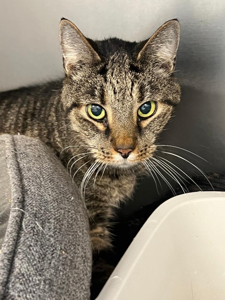 Jake & Finn (Bonded Pair) *Adoption fee sponsored*, an adopted Domestic Short Hair in Berryville, VA image 2/3