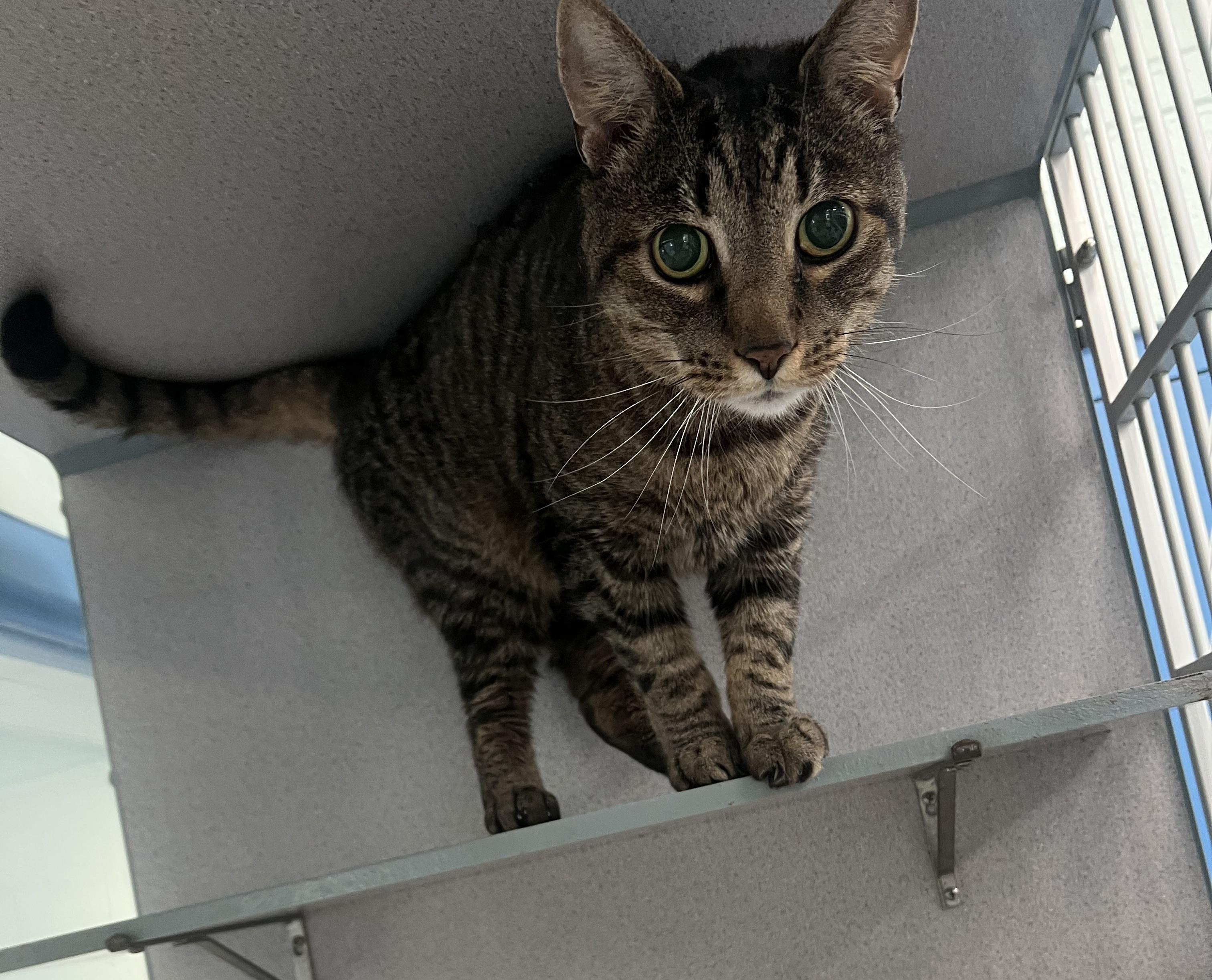 Jake & Finn (Bonded Pair) *Adoption fee sponsored*, an adopted Domestic Short Hair in Berryville, VA image 3/3