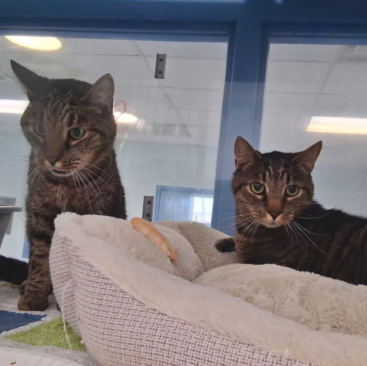 Jake & Finn (Bonded Pair) *Adoption fee sponsored*, ADOPTABLE, Senior Male Domestic Short Hair.