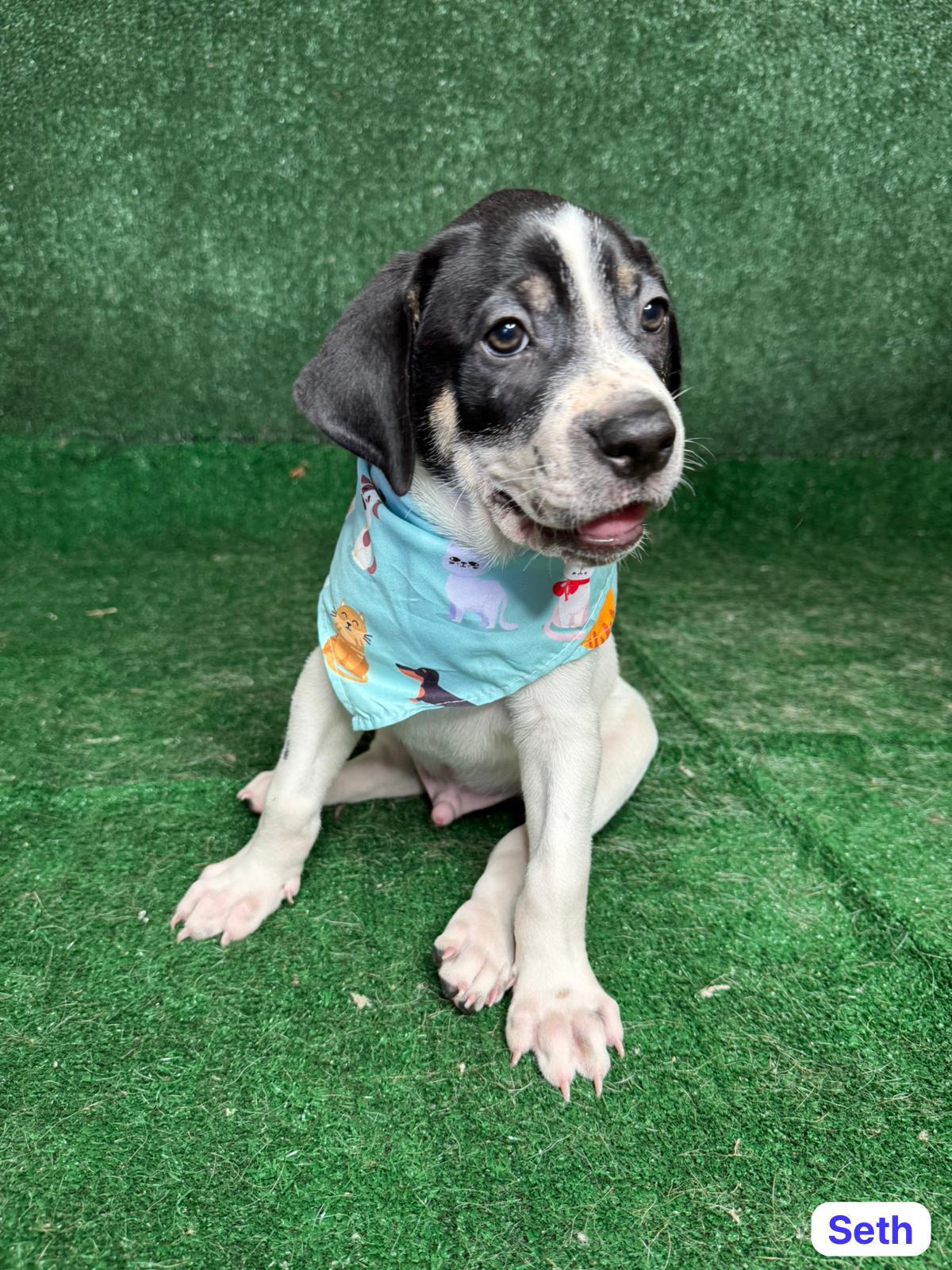 Enlarge Seth , a ADOPTABLE mixed breed in New York, NY image 2/4